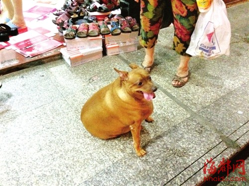 福州一小狗常吃炸鸡胖如小猪
