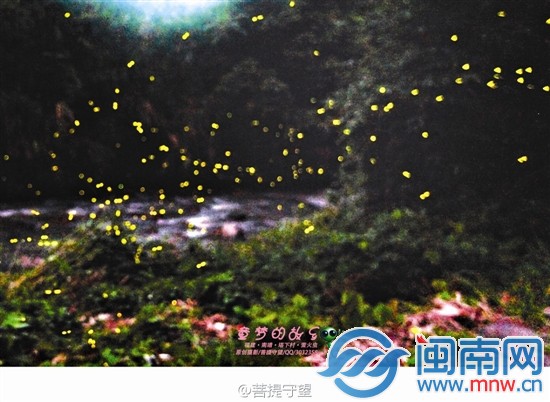 怕萤火虫被扰 18天后才发图