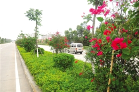 艳丽三角梅扮靓石锦大道