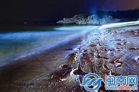 被海浪冲上海滩的“蓝眼泪”，散发出神秘的光芒