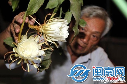 一夜之间能开出这么多花
