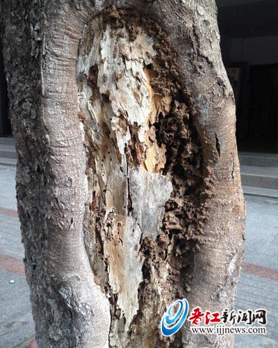 凤凰木遭遇“虫虫危机”