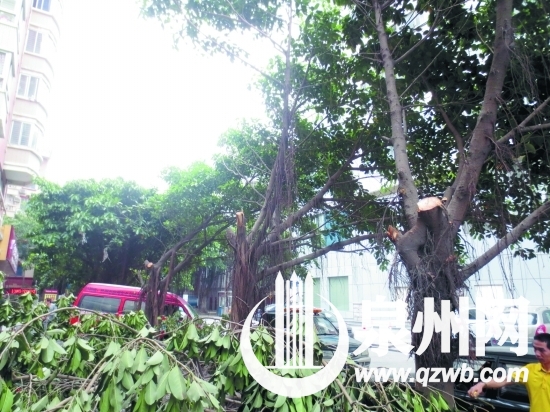 原本长得十分茂盛的行道树,被修得乱七八糟
