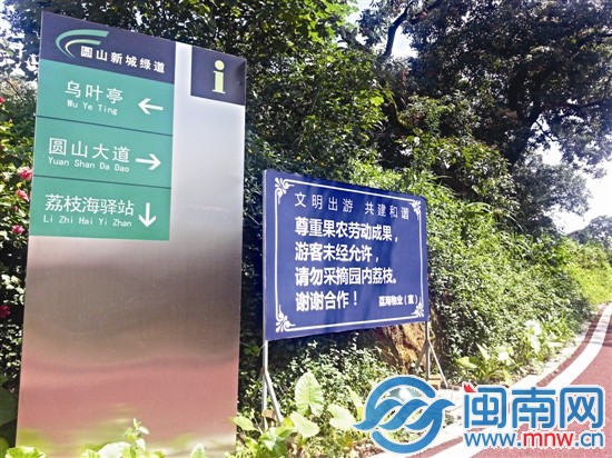 荔枝枝头挂 游客偷偷摘