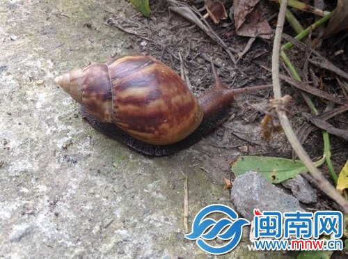 大蜗牛色彩斑斓，足有一个拳头大