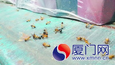 弓背蚁