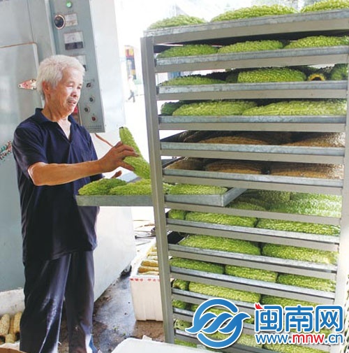 中国茶都茶农在制作苦瓜茶