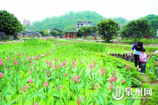 村里的小池塘在陈庆先的谋划下，被改造成美丽的湿地 