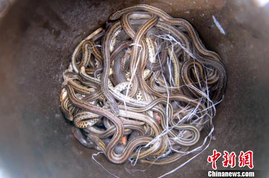 被抓到的蛇聚成一堆苍雁摄