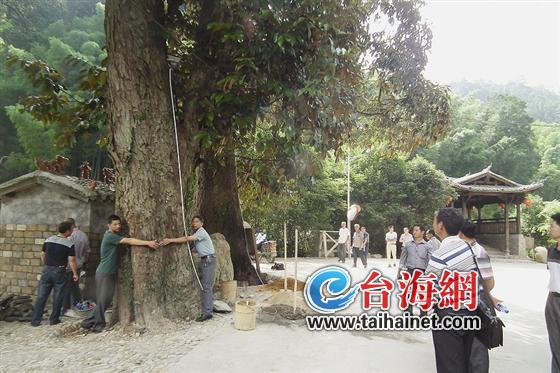 长汀“夫妻树”140岁高龄 爱得深沉紧紧抱在一起