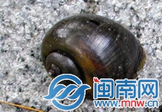 福寿螺