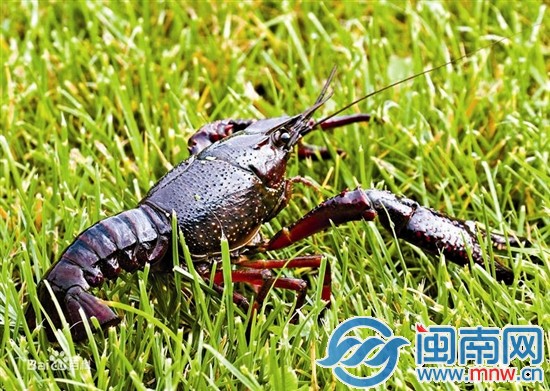 小龙虾