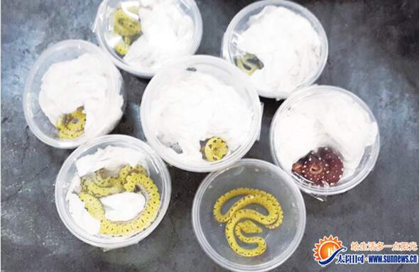 厦门海关查获邮寄渠道走私绿树蟒进境案