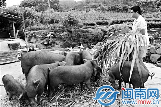 毕业后，柯旭辉在安溪当起猪倌