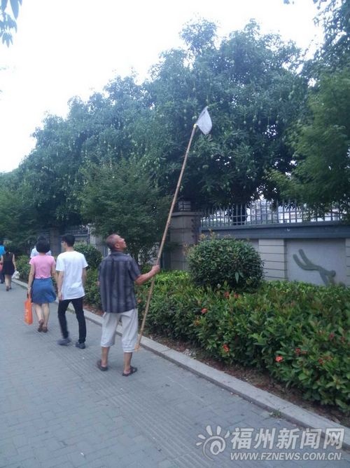 不少市民开始在路边采摘芒果