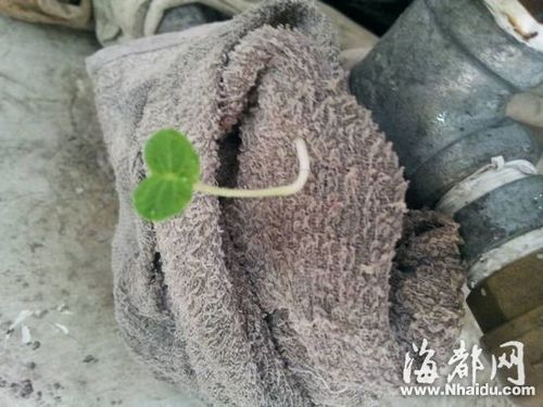 擦车毛巾长出绿色的小苗