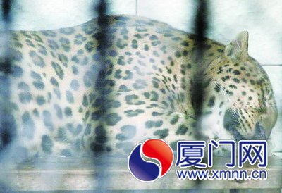 花豹热得受不了，动物园喷雾进行降温