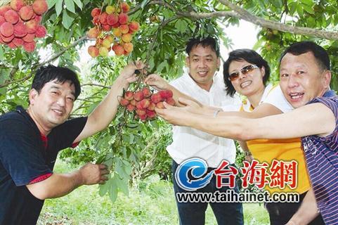 漳浦乌石荔枝采摘节开幕