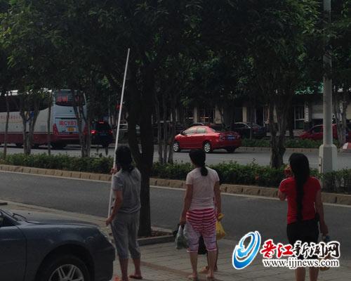 不少市民有采摘芒果的行为