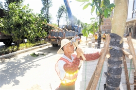 东西三路近日开始进行绿化