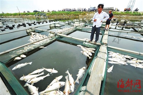 面对满池的死鱼，养殖户很心疼