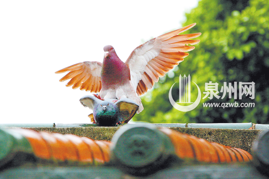 寻欢的鸽子