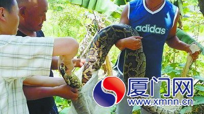 40多公斤的蟒蛇偷鸡时被困
