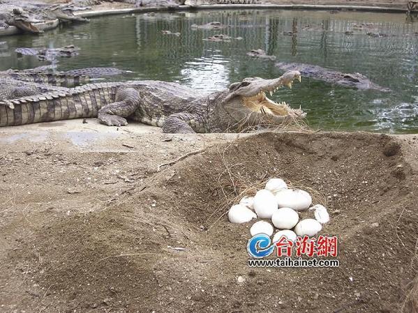 厦门开卖鳄鱼蛋