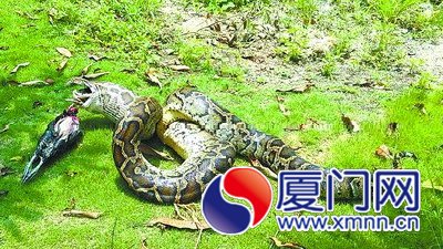 蟒蛇出洞生吞4只活鸡