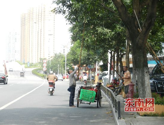 街边芒果摘还是不摘？