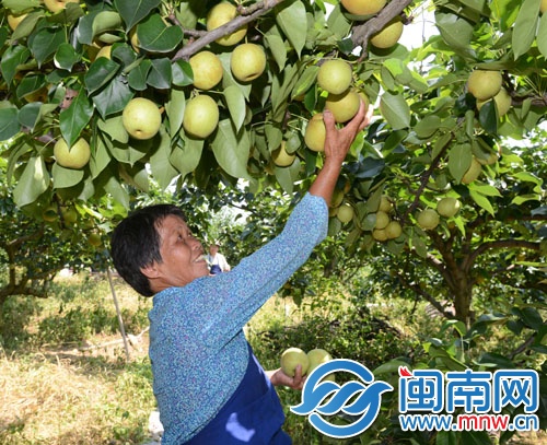 德化梨成熟的季节到了