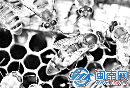 蜂王个头比普通蜜蜂大近一倍