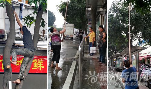 路边摘芒果险情频发