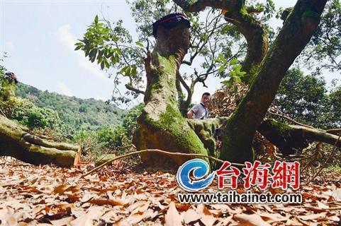 荔枝海公园内荔枝树遭砍