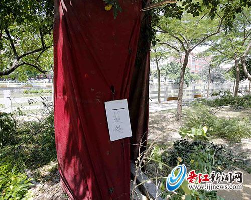江滨路一绿化树下惊现临时厕所
