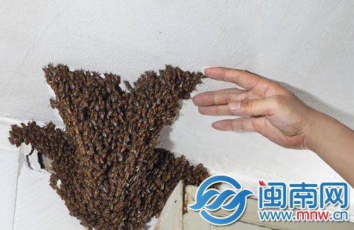 黄师傅赤手将外层的蜜蜂轻轻刮下
