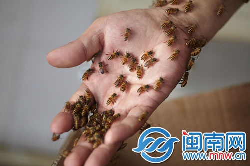 蜜蜂附在黄师傅的手上，他反复寻找蜂王