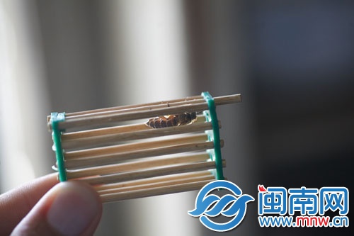 将蜂王关进“王笼”，放进蜂群中引诱其他蜜蜂