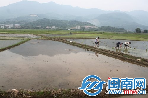 事发水田周边很是开阔，老叶生前用的耙子还留在田里