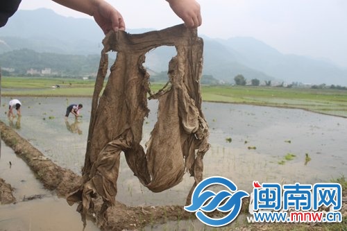 老叶当时穿的格子衬衫，被雷电击穿
