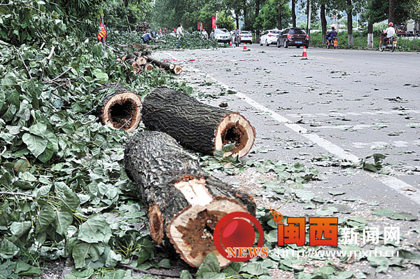 新罗铁山路段1000多棵行道树被砍了4
