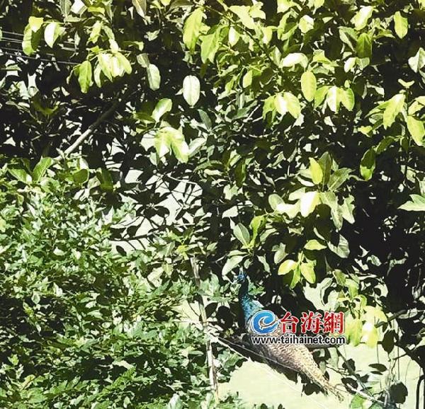 厦门一小区公园惊现美丽孔雀