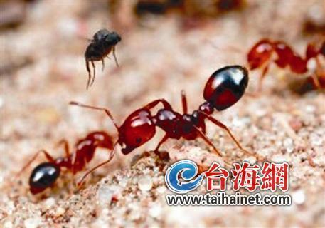 漳州农妇遭恙虫叮咬身亡1