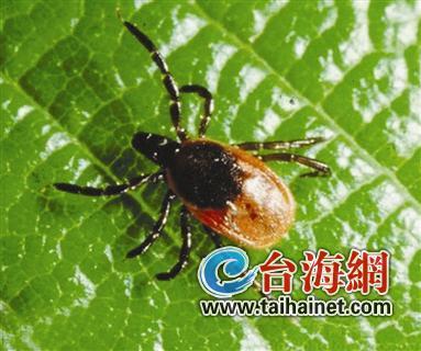 漳州农妇遭恙虫叮咬身亡2