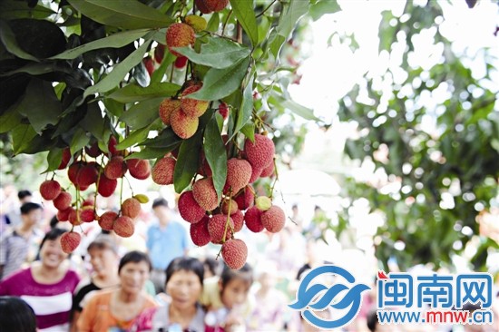 古镇荔枝红 静待客来品