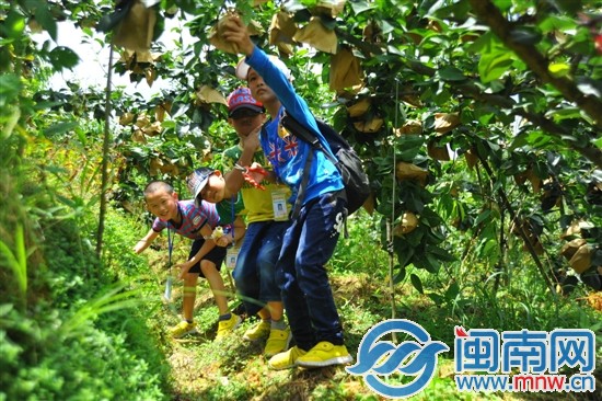 头一回摘梨 当小果农滋味真不赖