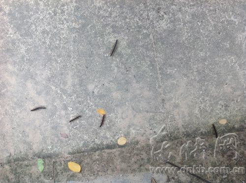 东三环路辅道沿线绿化带爬出很多“马陆”虫子