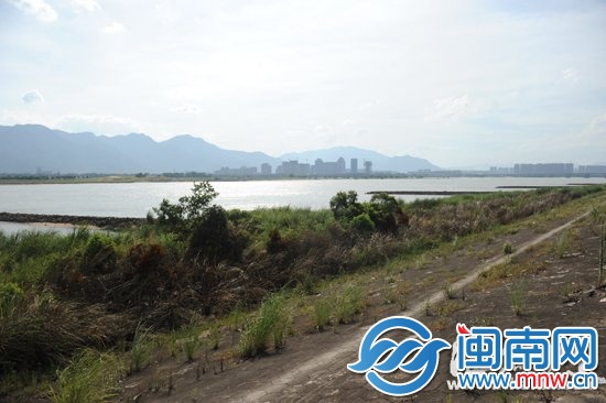 江边两百多平方米的芦苇被烧毁