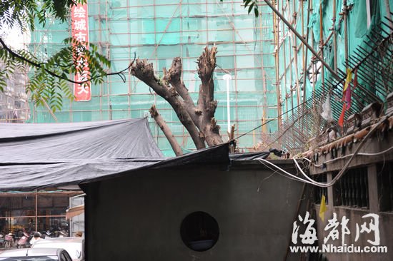 大树被削去枝叶