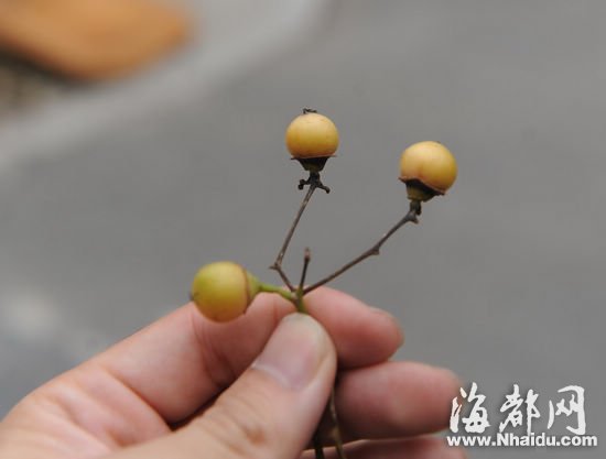 老树上摘下的果子